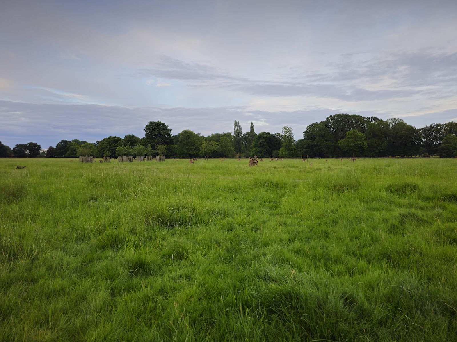Wide open parkland at Bushy Park, Kingston — one of London's finest dog walking destinations